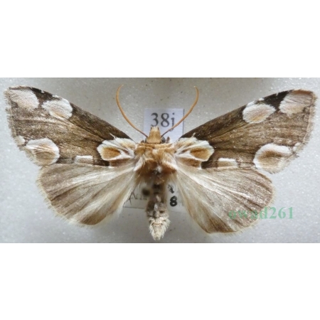 Thyatira batis (Linnaeus, 1758) Plamówka malinówka Czech38j